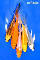 PACK OF (5) 5-6" BUTTERFLY KOI
