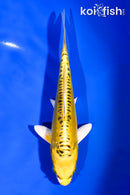 6.5" "YELLOW DRAGON" DOITSU KI MATSUBA