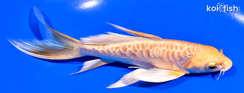 6" ARAGOKE YAMABUKI OGON BUTTERFLY