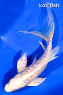 5.75" ARAGOKE PLATINUM OGON BUTTERFLY