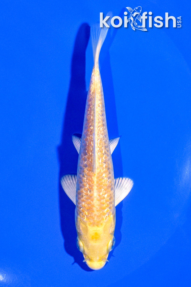 4.5" GINRIN YAMABUKI OGON