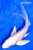 5.25" ARAGOKE PLATINUM OGON BUTTERFLY