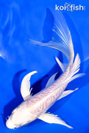 5.5" ARAGOKE PLATINUM OGON BUTTERFLY