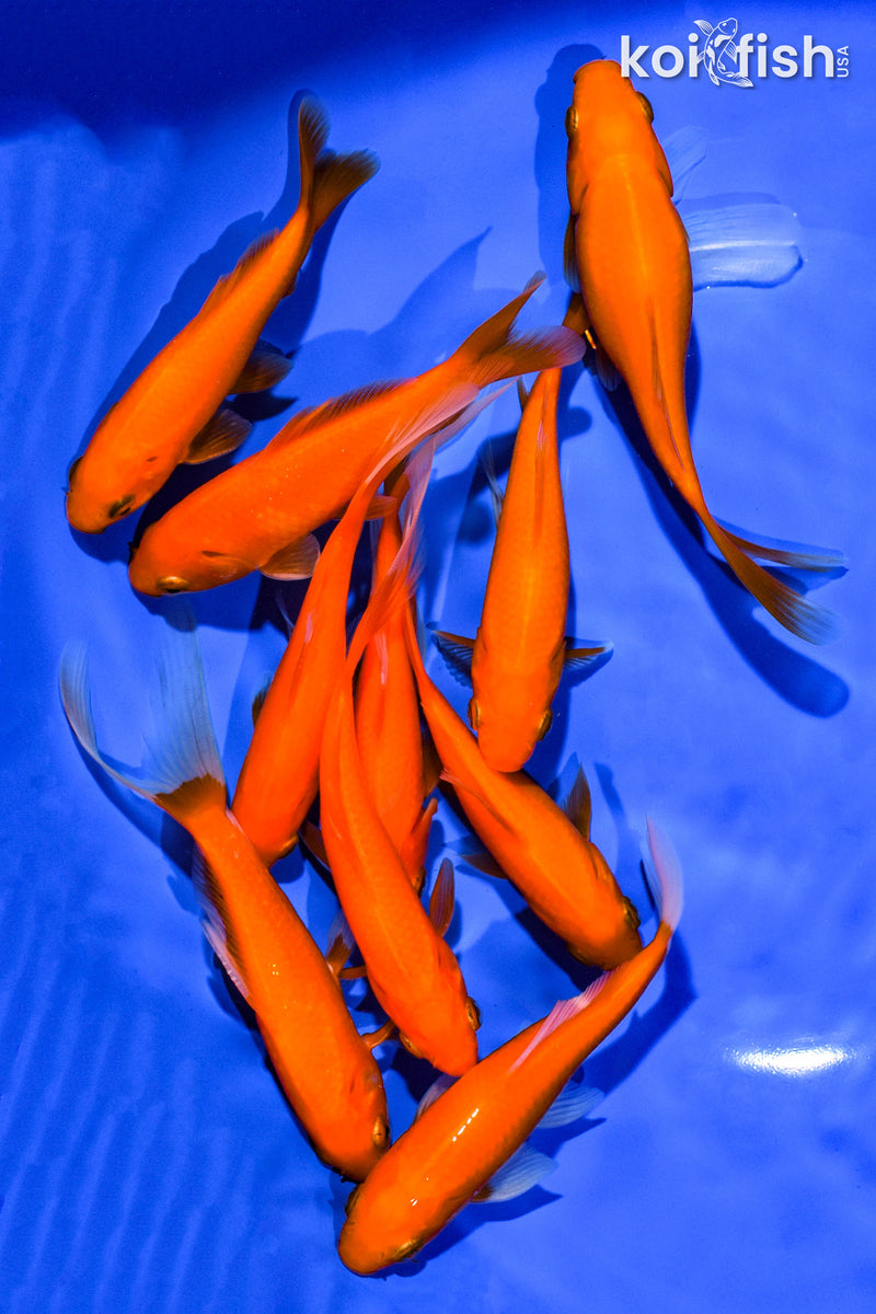 (10) 4-5" ASSORTED GOLDFISH