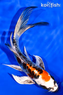 6" ARAGOKE BENI KIKOKURYU BUTTERFLY