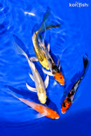 PACK OF (5) 4-5" BUTTERFLY KOI