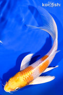 7.25" HARIWAKE BUTTERFLY