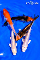 PACK OF (5) 3-4" MIXED STANDARD KOI