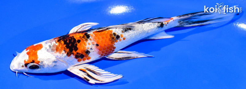 7" YAMATO NISHIKI BUTTERFLY