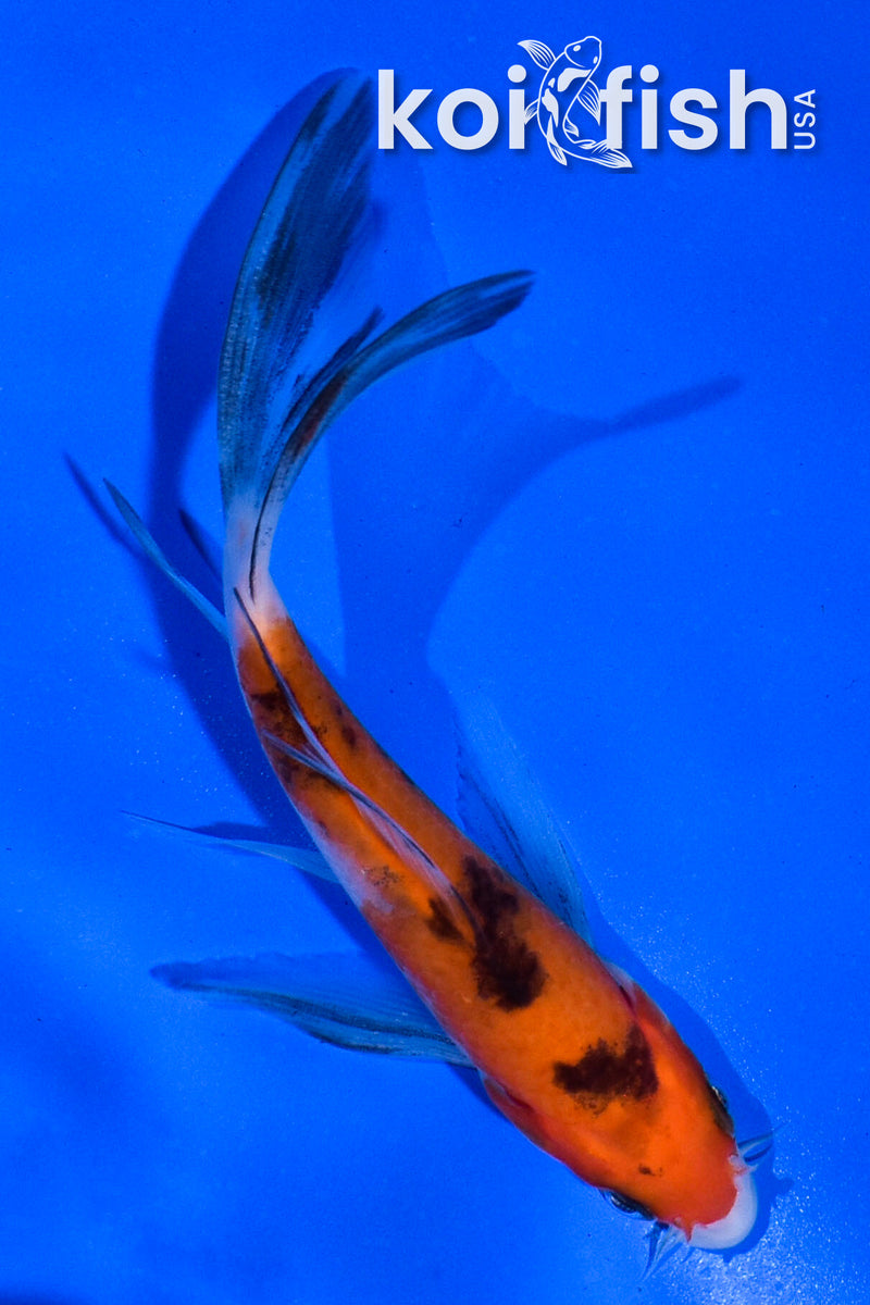 4" SANKE BUTTERFLY