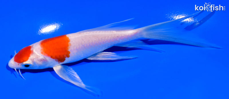 5.5" MARUTEN KOHAKU BUTTERFLY