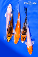 PACK OF (5) 3-4" MIXED STANDARD KOI