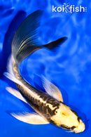 6" ARAGOKE KIN KIKOKURYU BUTTERFLY