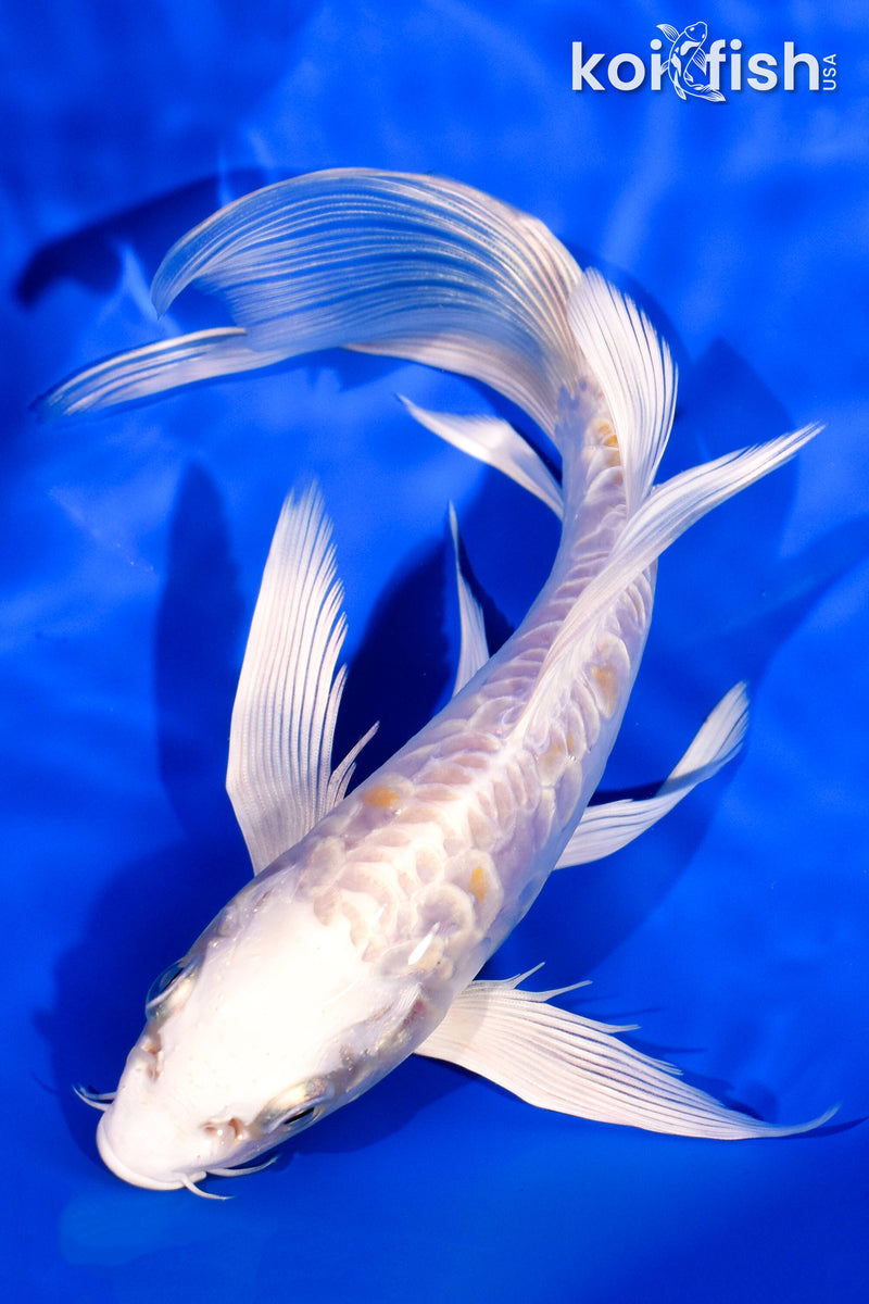 7" ARAGOKE HARIWAKE BUTTERFLY