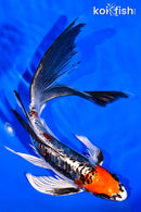 8.25" GINRIN BENI KIKOKURYU BUTTERFLY