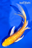 6" GINRIN YAMABUKI OGON BUTTERFLY