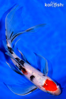 8.25" MARUTEN SANKE BUTTERFLY