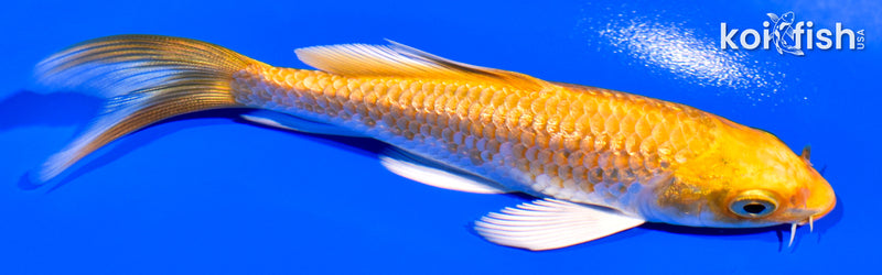 4.25" GINRIN YAMABUKI OGON BUTTERFLY