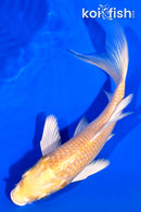 5.5" YAMABUKI OGON BUTTERFLY