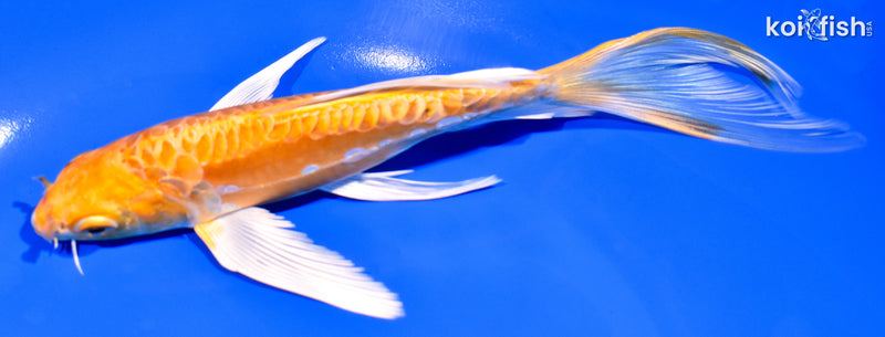 7.5" DOITSU YAMABUKI OGON BUTTERFLY