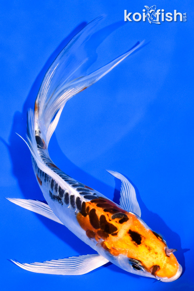 6" BENI KIKOKURYU BUTTERFLY