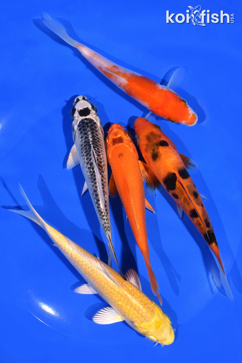 PACK OF (5) 4-5" STANDARD KOI