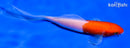 5.25" KOHAKU BUTTERFLY