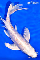 7.75" GINRIN ARAGOKE HARIWAKE BUTTERFLY