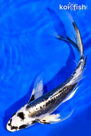 7.25" KIKOKURYU BUTTERFLY