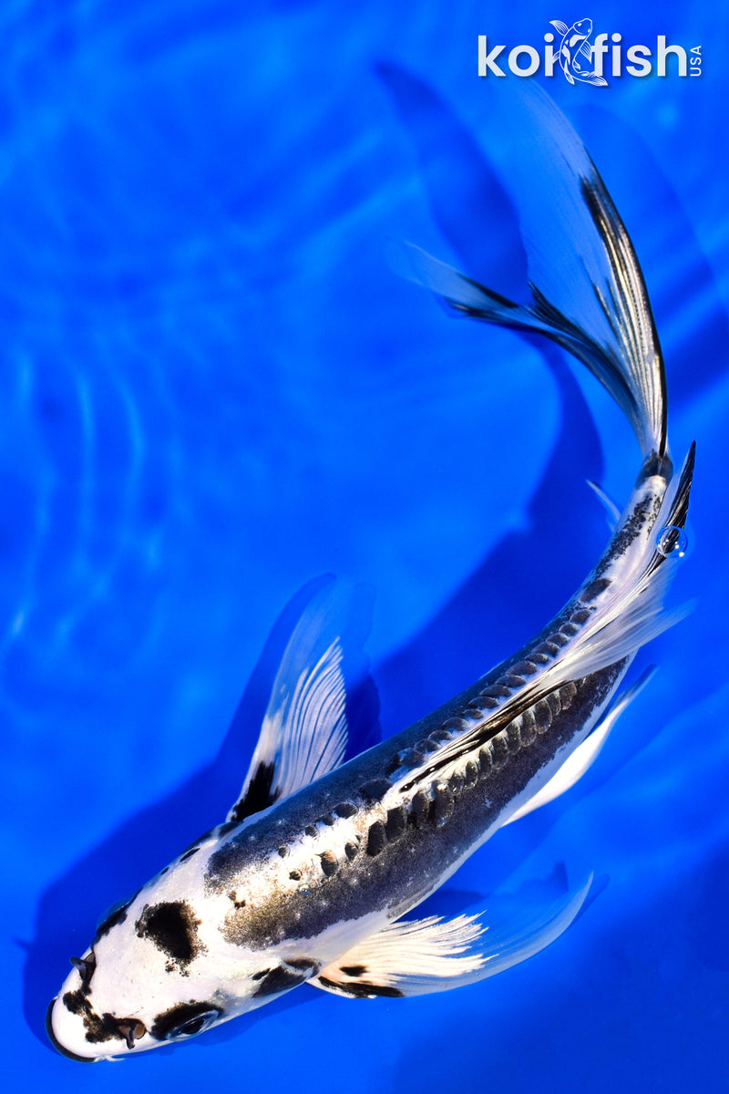 7.25" KIKOKURYU BUTTERFLY