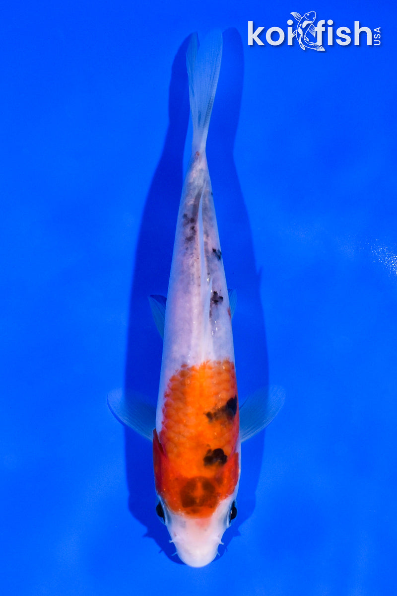 5.5" SANKE