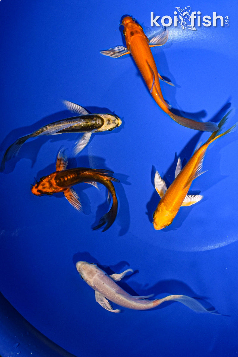 PACK OF (5) 3-4" BUTTERFLY KOI