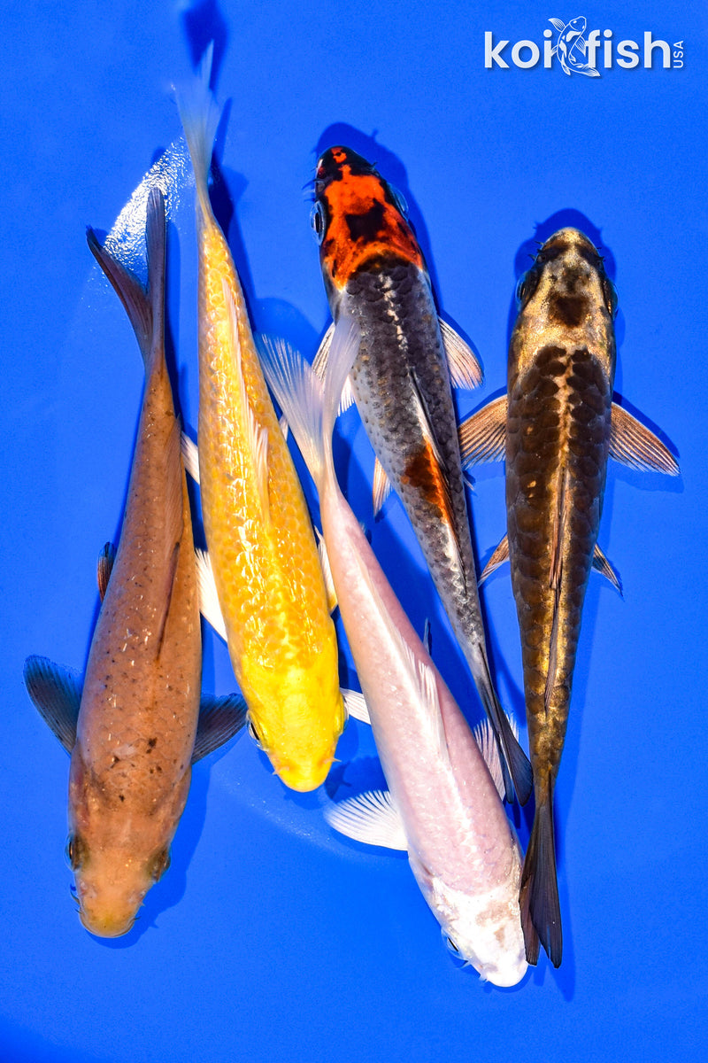 PACK OF (5) 4-5" STANDARD KOI