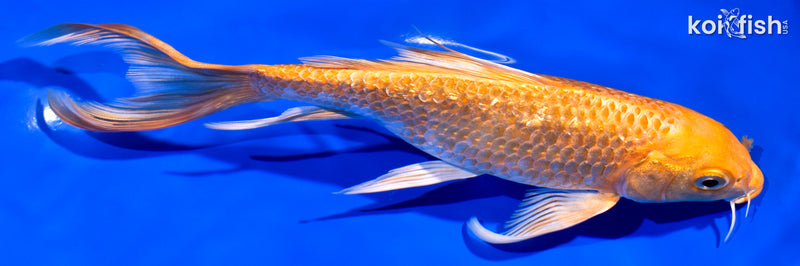 7.75" GINRIN ORENJI OGON BUTTERFLY