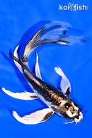 6.5" KIKOKURYU BUTTERFLY