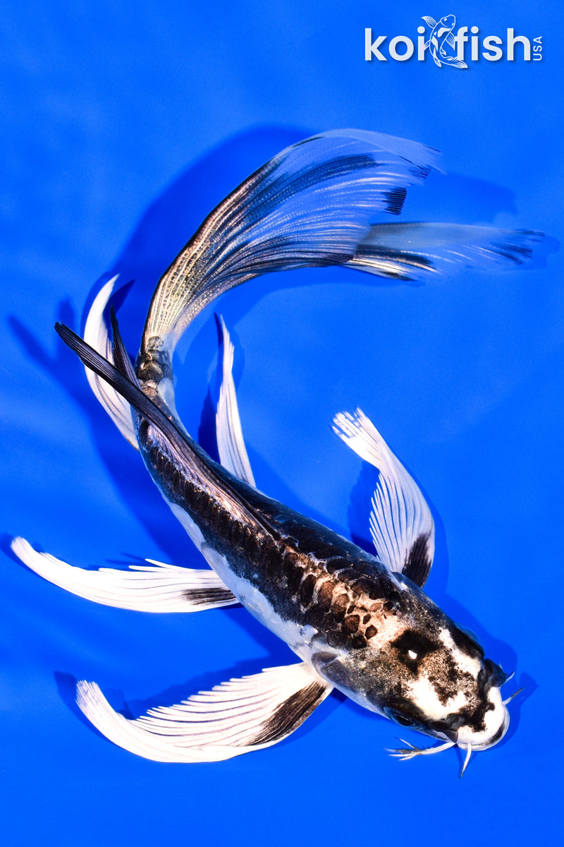 6.5" KIKOKURYU BUTTERFLY