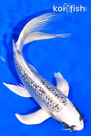 6.75" GIN MATSUBA BUTTERFLY