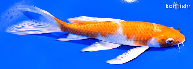 7.25" HARIWAKE BUTTERFLY
