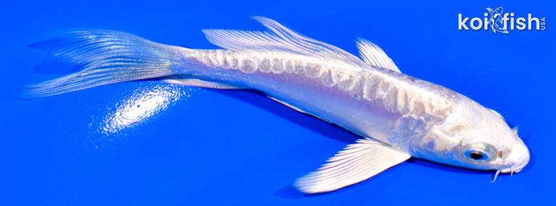 4.25" DOITSU PLATINUM OGON BUTTERFLY