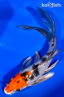 6.75" YAMATO NISHIKI BUTTERFLY