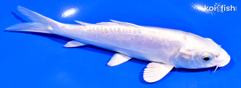 6.25" DOITSU PLATINUM OGON