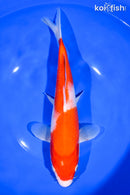10.25" KOHAKU