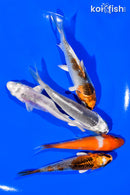 PACK OF (5) 3"- 4" STANDARD KOI