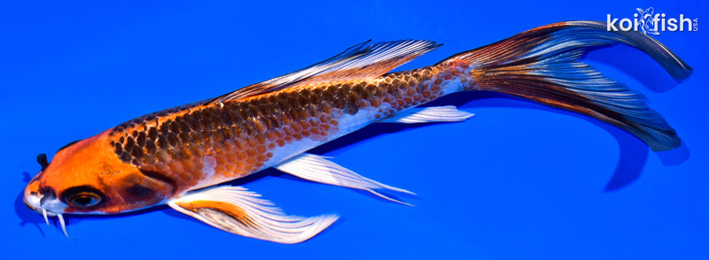 6.75" KUJAKU BUTTERFLY