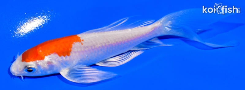 4.25" HARIWAKE BUTTERFLY