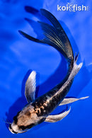 5.5" ARAGOKE KIKOKURYU BUTTERFLY