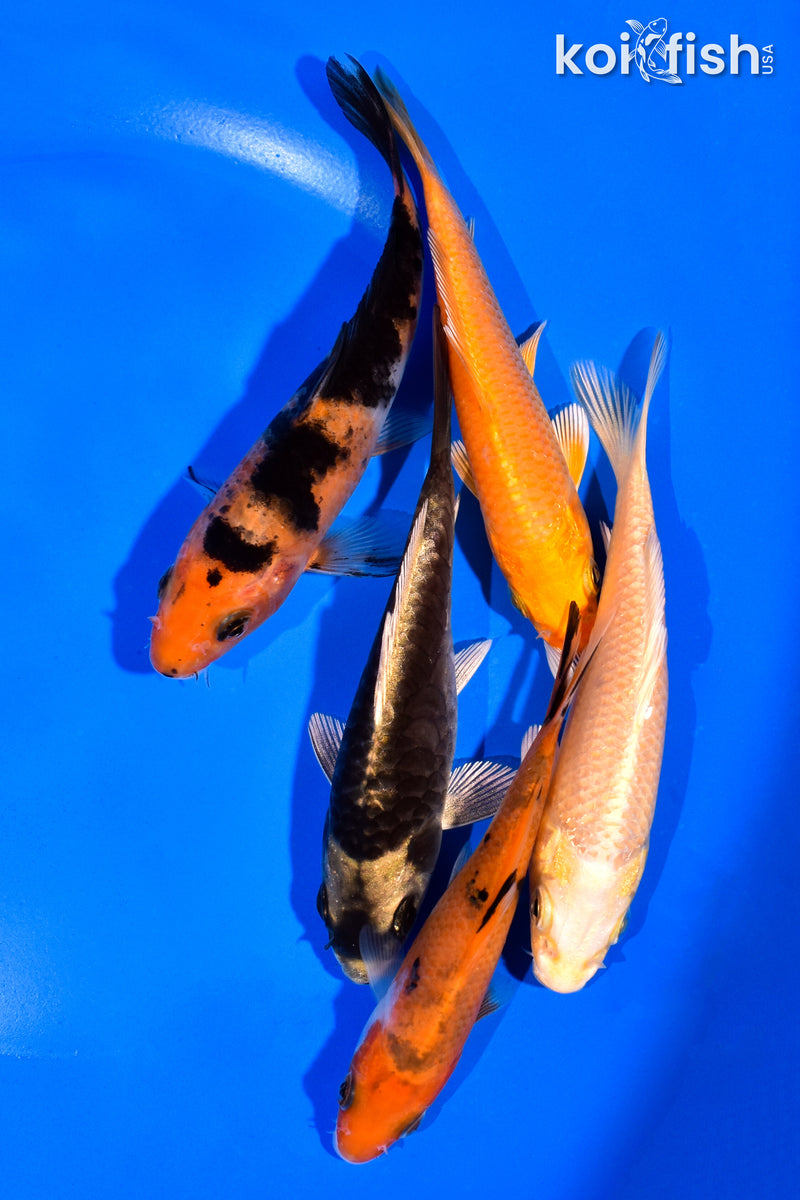 PACK OF (5) 3-4" MIXED STANDARD KOI
