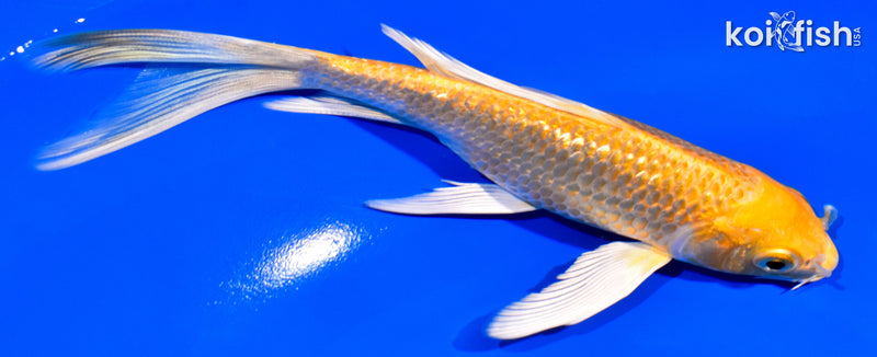 6" GINRIN YAMABUKI OGON BUTTERFLY