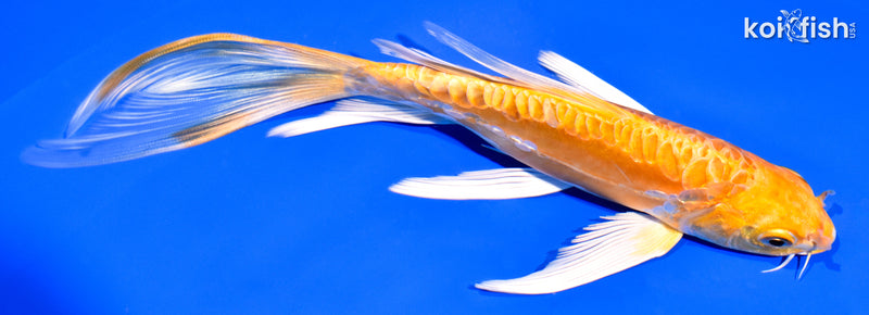 7.5" DOITSU YAMABUKI OGON BUTTERFLY
