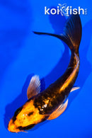 4" ARAGOKE BENI KIKOKURYU BUTTERFLY